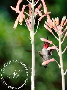 Wayne Armond Nielsen Of Florida Hummingbird Collection Available On Fine Art America